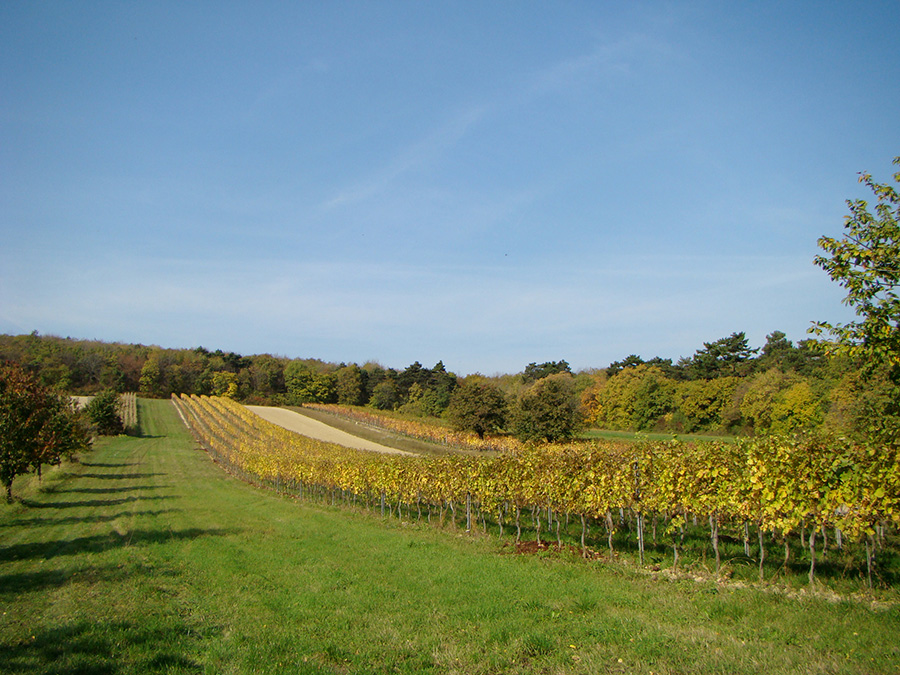 bb_waldundwein_katz Weingärten am Leithaberg in Breitenbrunn